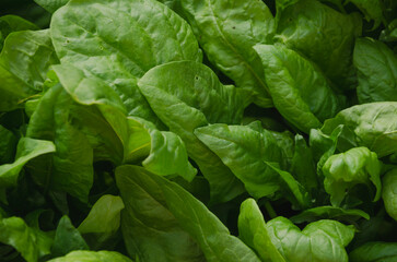Spinach leaves close-up, natural green background