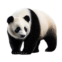 Fototapeta premium Stunning Close-up of a Majestic Panda