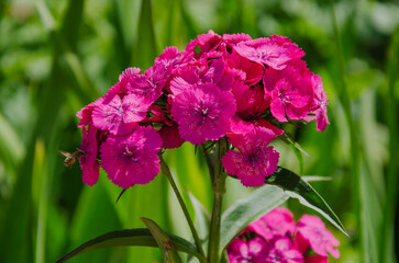 Garden carnation red flowers grows as a bush