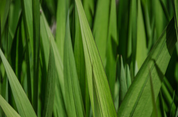 green background of growing grass leaves