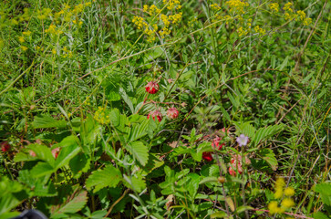 Red wild strawberries are ripe