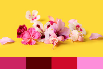 Different beautiful edible flowers on yellow background