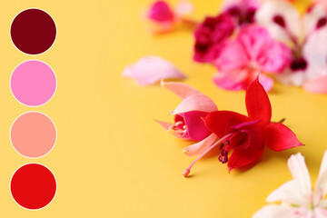 Different beautiful edible flowers on yellow background, closeup