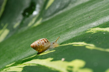 Snail crawling on green tropical leaf macro shot