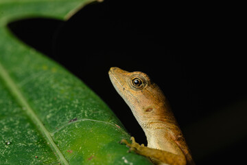 Brown lizard head emerging from green leaf against black background