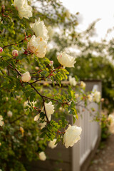 Romantic scene of blooming yellow roses on vibrant bush surrounded by green leaves. Summer floral abundance. Full bloom of soft white roses on sunny day. Natural floral beauty and garden scenery.