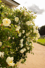 Sunny garden with delicate roses in full bloom. Elegant cream-yellow flowers against lush natural greenery. White rose bush with open blossoms and unopened buds. Summer day in serene garden landscape.