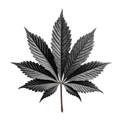 Dark monochrome cannabis leaf isolated on transparent background