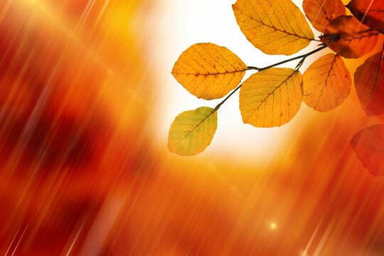 Fototapeta Flat vector branch with yellow and orange leaves is emerging against warm blurred autumn backdrop