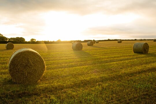 Fototapeta Rolled up hays on farm field against cloudy sky