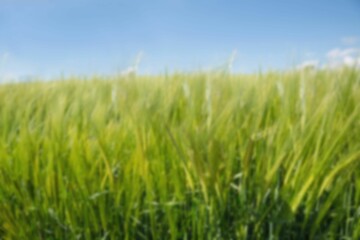 Close up of grass field against blue sky