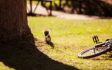 Squirrel by tree at park on sunny day