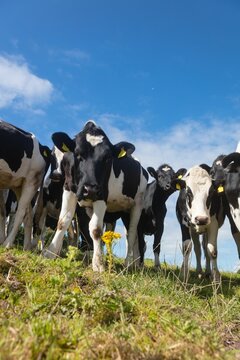Fototapeta Low angle view of cows against sky