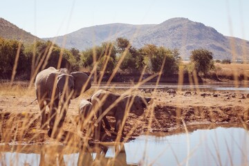 Elephant family by pond in forest