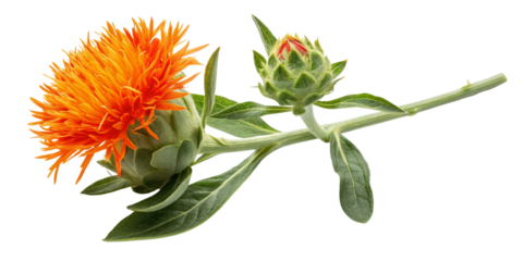 Safflower Branch with Blooming Flower and Bud, Isolated on Transparent Background, Botanical Illustration, Floral Design, Safflower, Herb, Plant