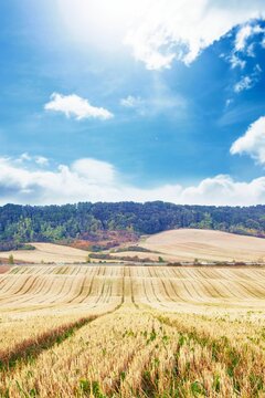 Fototapeta Harvested cereal field is being shown in flat design with stubble rows, wooded hills, clouds, sun