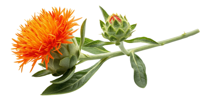 Safflower Branch with Blooming Flower and Bud, Isolated on Transparent Background, Botanical Illustration, Floral Design, Safflower, Herb, Plant