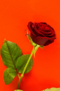 Fototapeta Close-up of rose against red background