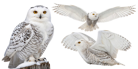 Snowy Owl Trio Flight, Perched, Isolated on Transparent Background, Birds of Prey, owl, snowy owl, bird