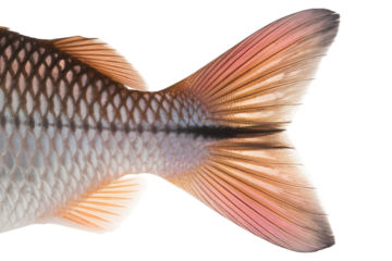 Fish Tail Scale Pattern