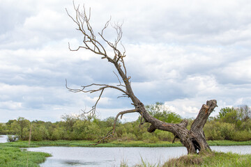 A dry tree on a high riverbank, beautiful clouds