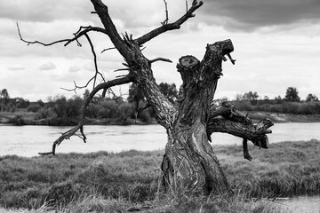 A dry tree on a high riverbank, beautiful clouds