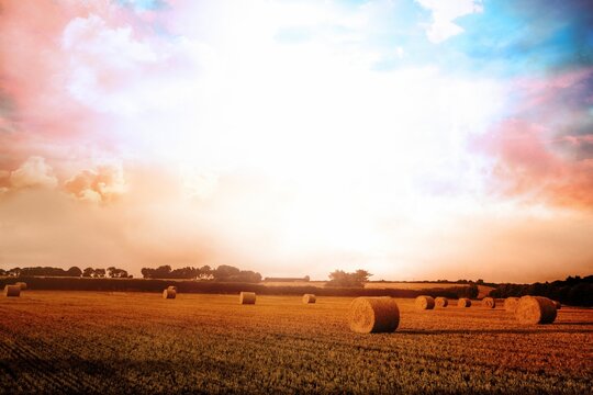 Fototapeta Single cylindrical hay bale sitting in flat design harvested field under vibrant sunset sky