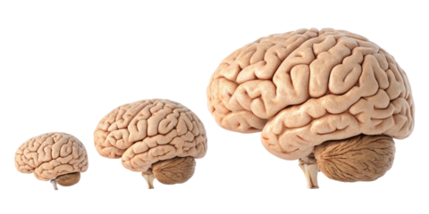 Three Human Brains Size Comparison, Isolated on Transparent Background, Anatomy, Medical Illustration, Human brain, anatomy, medicine