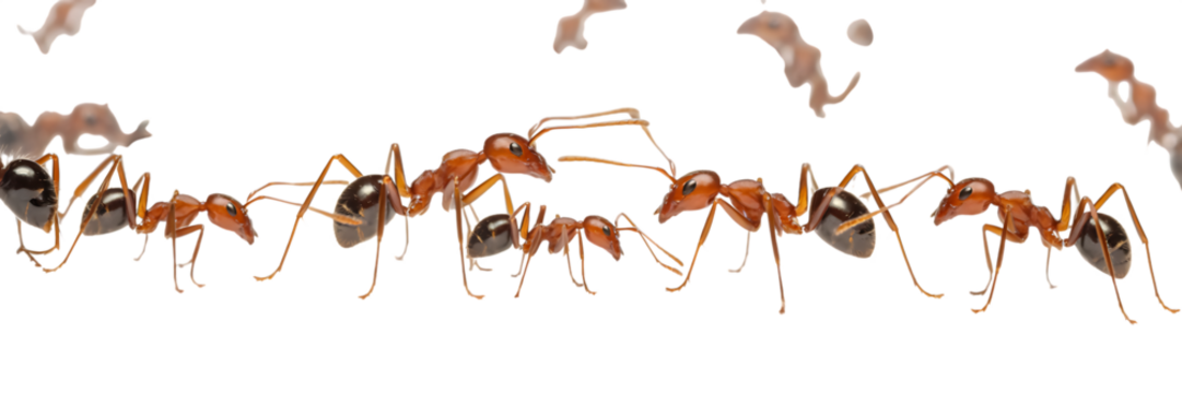Ants Working Together
