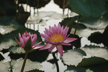 lotus