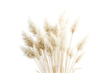 Fototapeta premium Elegant pampas grass bouquet on a contrasting black background for design purposes