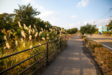 Fototapeta premium Seaside hiking trail at Sakurajima in Kagoshima Prefecture, Japan