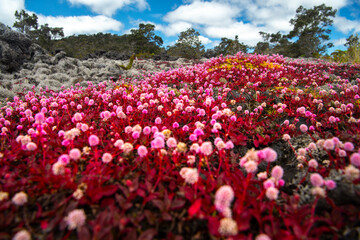 Delicate pink wildflowers spread across the rugged volcanic terrain at the Humuʻula Saddle,...