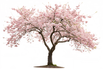 cherry-tree- isolated on white background png,ai generated