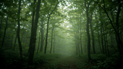 Ethereal forest scene soft focus light dreamy nature background