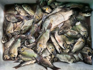 Freshly caught freshwater fish in a container for sale