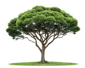 green tree isolated white background photo