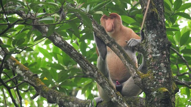An adult male proboscis monkey (Nasalis larvatus)alpha male is enjoying sitting on a tree. Proboscis monkeys are endemic to the island of Borneo, which are scattered in mangroves, swamps and coastal.