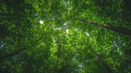 Obraz premium Forest canopy view