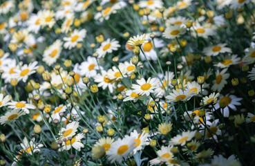 A Marguerite daisy with soft pale yellow petals. warm sunshine -  marguerite daisy, Paris daisy,...