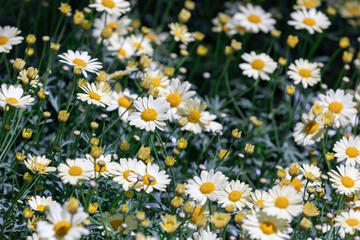 Fototapeta premium A Marguerite daisy with soft pale yellow petals. warm sunshine - marguerite daisy, Paris daisy, Argyranthemum frutescens, Argyranthemum Angelic lemon