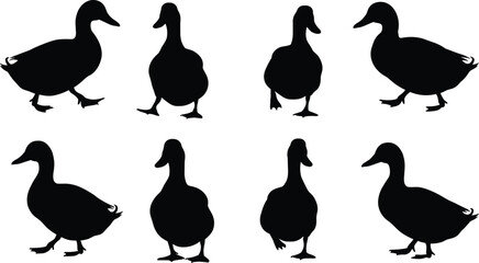 Set of walking duck silhouette vector illustration, isolated black shapes of ducks in various poses, farm bird collection, graphic animal icon, wildlife clipart