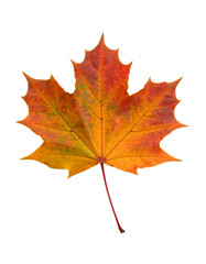 Autumn leave, Generated image