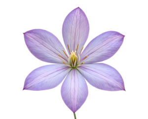 purple flower macro photography white background