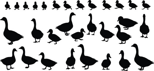 Collection of duck and duckling silhouette vectors, standing and walking ducks in various poses, perfect for nature, wildlife, farm animal, and design illustrations