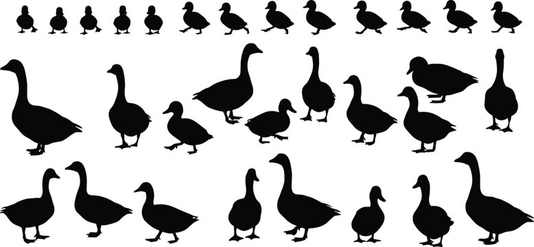 Collection of duck and duckling silhouette vectors, standing and walking ducks in various poses, perfect for nature, wildlife, farm animal, and design illustrations