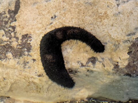 Black sea cucumber on a sandy underwater surface - Powered by Adobe