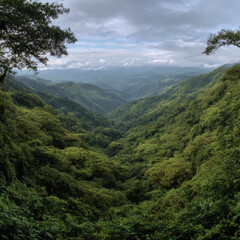 Naklejka premium A wide view of the Monteverde rainforest in Costa Rica. 