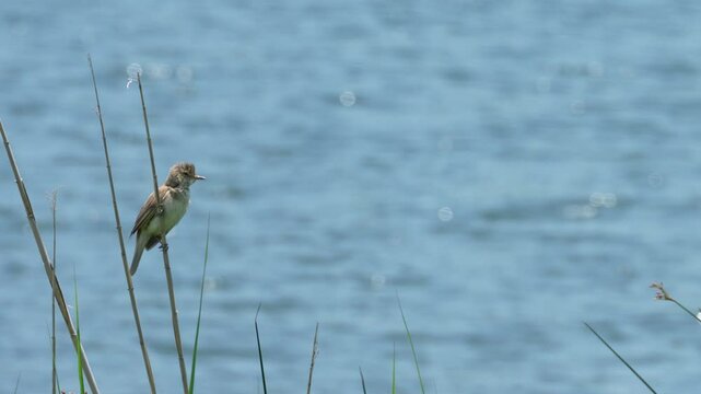 [8K to 4K]Oriental Reed Warbler drom lake Yamanaka