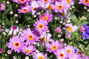 Marguerites with purple petals filled the flower bed. warm sunshine - marguerite daisy, Paris daisy, Argyranthemum frutescens